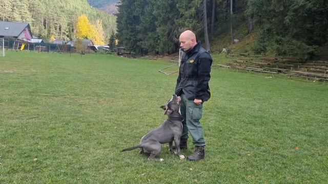 OBEDIENCE WITH AMSTAFF PABLO HOW TO HEEL PITBULL TRAINING смотреть онлайн