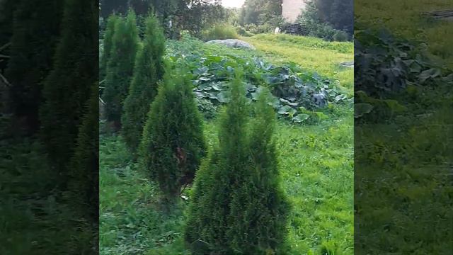 новые нравы старой деревни, Подмосковье смотреть онлайн