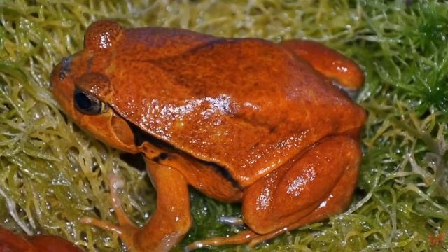 Лягушка помидор или томатный узкорот (лат. Dyscophus guineti) смотреть онлайн