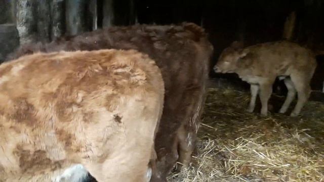 Симменталы . КФХ МЖЕЛЬСКАЯ СВЕТЛАНА ИВАНОВНА. Содержание и кормление телят. смотреть онлайн