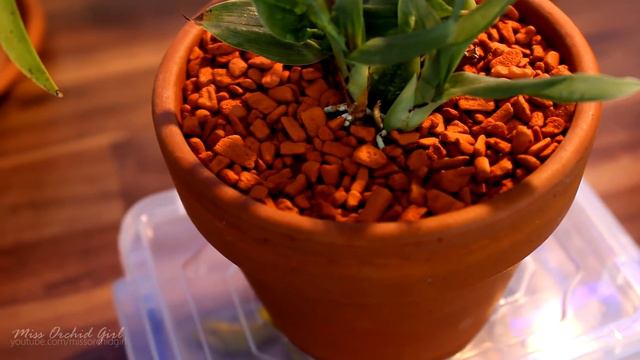 Orchid in wick watering setup Update смотреть онлайн