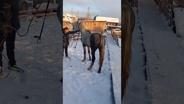 цыганские лошади город пермь продали жерепца 4 года смотреть онлайн