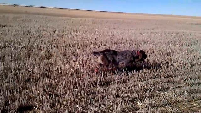 Spinone Italiano hunting pheasants смотреть онлайн