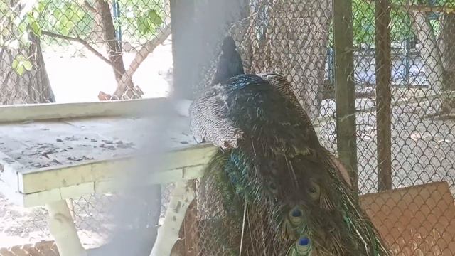 СЕМЕЙ ЗООПАРК смотреть онлайн