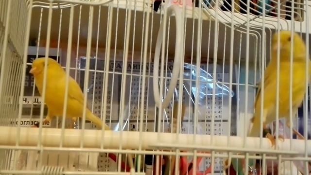 Породистая Бельгийская канарейка Ватерслагер