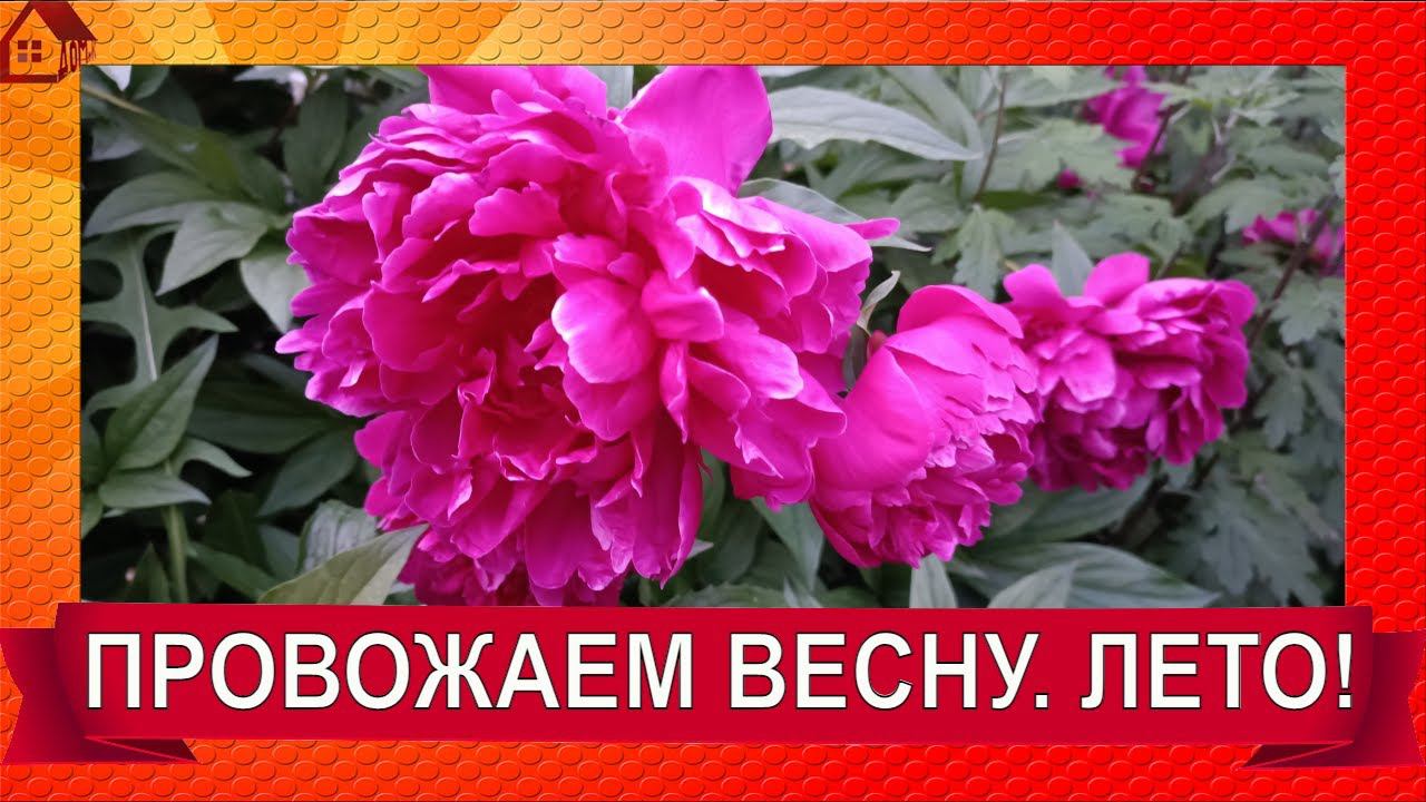 31 мая 2023 конец весны в саду в Волгограде/ Встречаем лето! смотреть онлайн