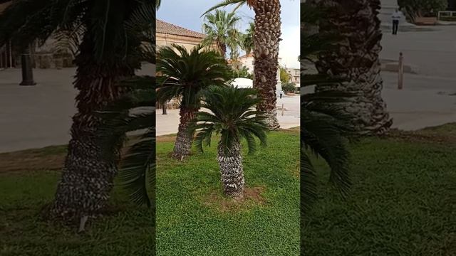 УНИКАЛЬНОЕ ЗРЕЛИЩЕ - ОЛИВКОВОЕ ДЕРЕВО🌳, КОТОРОМУ 9 0 0 --- Л Е Т‼️♻️ смотреть онлайн