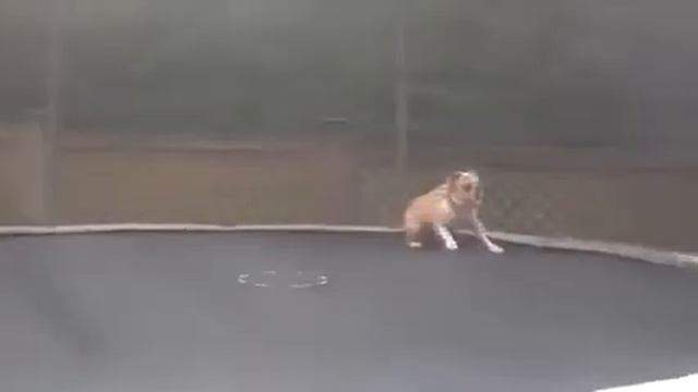 Бульдог и батут