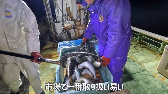 【定置網 漁師】珍事件！観賞用のイカも獲れたけど値段が凄すぎてビックリ！ смотреть онлайн