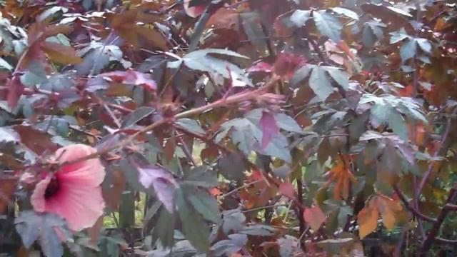 Cranberry Hibiscus Jungle, starting to bloom смотреть онлайн