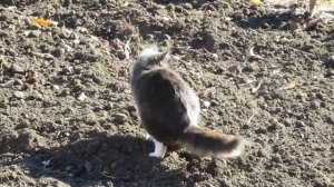 Кот какает.