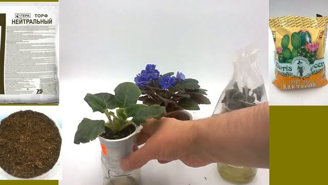 Детки фиалки. Сравнение торфогрунта. Ч.2 Фиаско Morris Green для кактусов смотреть онлайн