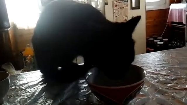 Кот за столом 2 смотреть онлайн