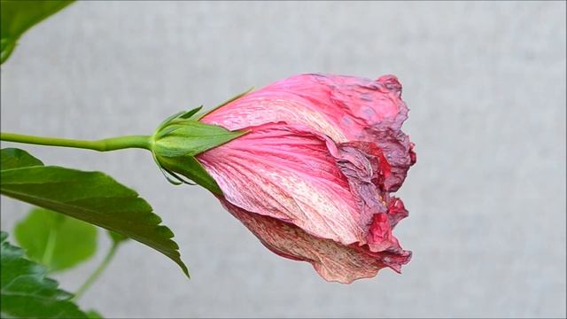 Гибискус махровый розовый. Как купить гибискус махровый смотреть онлайн