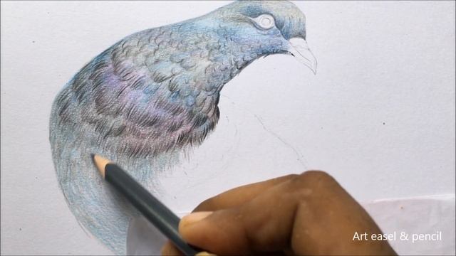 Pigeon Drawing In Color Pencils | Bird Drawing | Camlin Triangular Color Pencils смотреть онлайн
