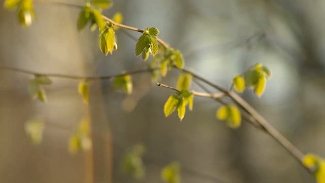 Весенний лес Pentax K-r + Samyang 85/1.4 смотреть онлайн