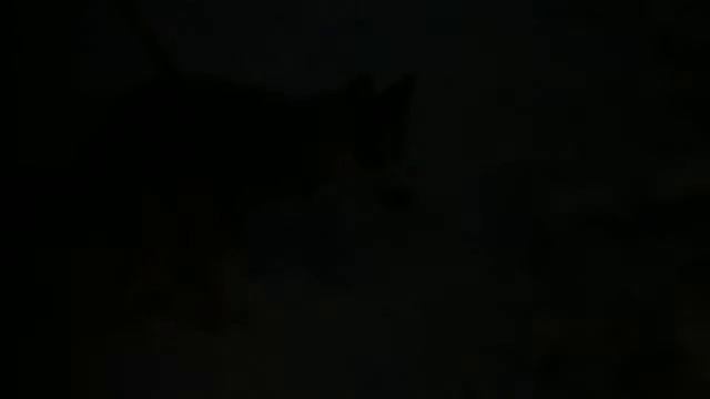 Запрещённое к показу видео Хаски party 2 смотреть онлайн