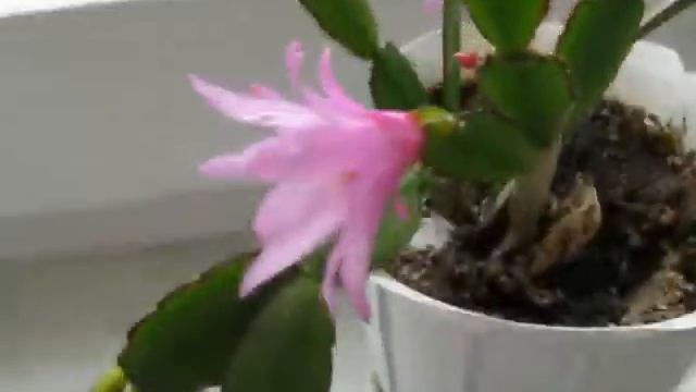 Зацвел рипсалидопсис - пасхальный кактус. смотреть онлайн