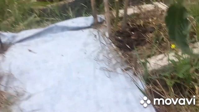 ?#117#? Де Барао Царский, наш урожай!!!@??????? смотреть онлайн