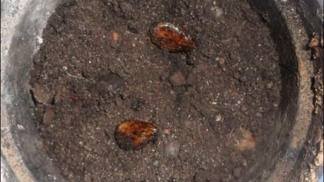 АРБУЗ СКОРИК - РАННЕСПЕЛЫЙ СОРТ С ОЧЕНЬ СОЧНЫМИ САХАРНЫМИ АРОМАТНЫМИ ПЛОДАМИ смотреть онлайн