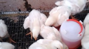 Пропойка бройлеров от 0 до 40 дня.