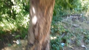 Черешня Красная горка