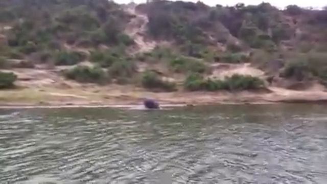 Hippo смотреть онлайн