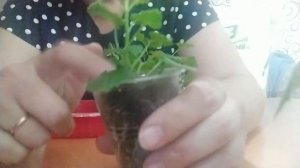 Кампанула. Формирование кустика, часть 1