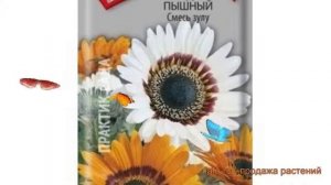 Венидиум пышная Смесь зулу (smes zulu) ? Смесь зулу обзор: как сажать, семена венидиума Смесь зулу