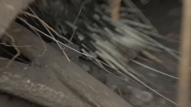 The Desert Tribe Who Hunt Animals Underground | Man Hunt | Wonder смотреть онлайн