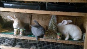 Как выбрать крольчиху на племя.#каквыбратькрольчиху.