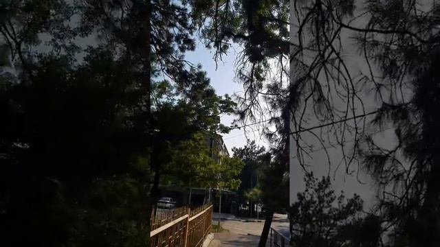 Заставить цикад замолчать на море очень просто, достаточно просто...#shorts смотреть онлайн