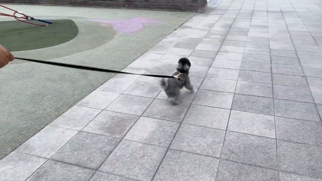강아지랑 함께 쇼핑하고 왔어요🛍 смотреть онлайн