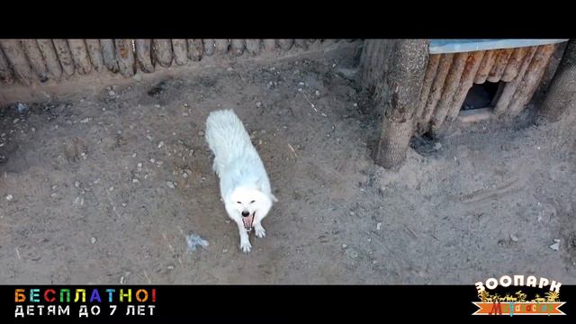 Зоопарк "Мадагаскар" в Сормовском парке смотреть онлайн