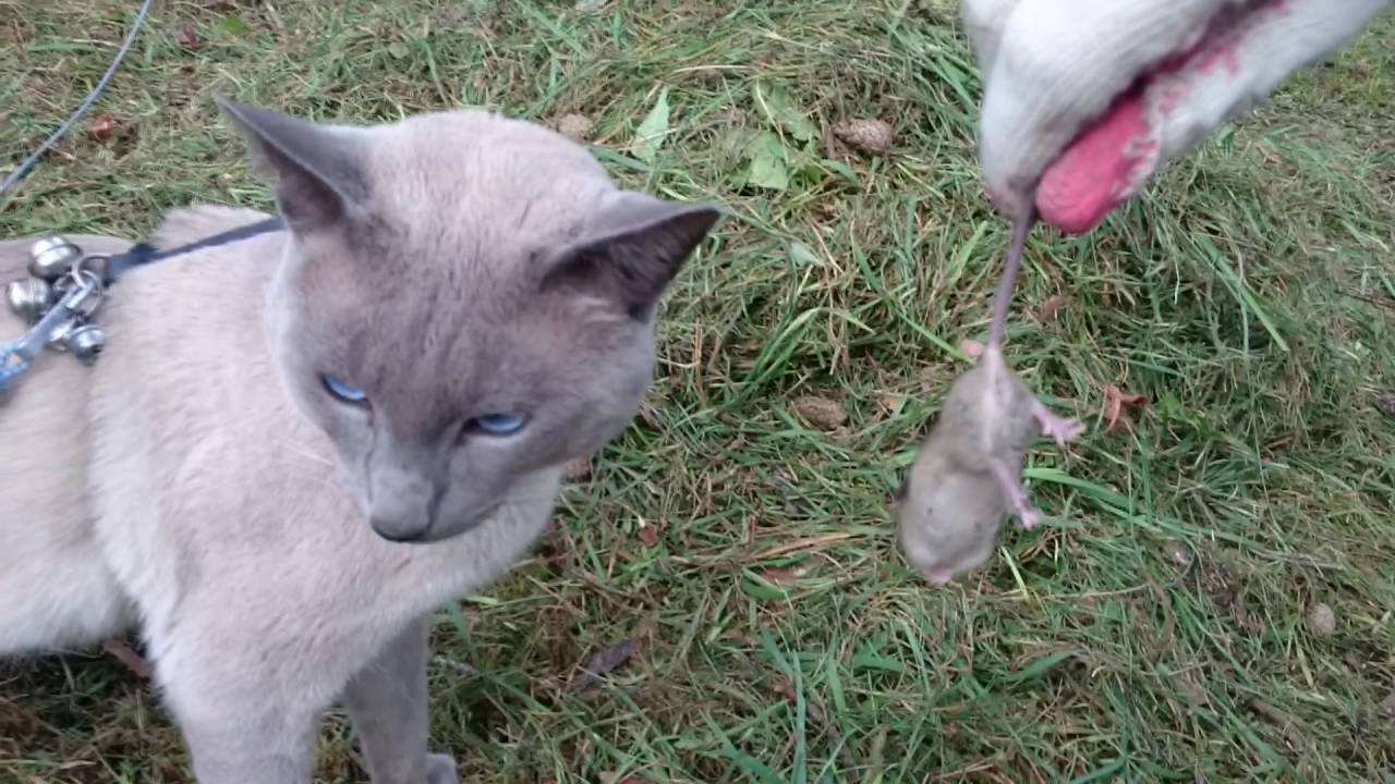 Кот игнорирует мышку