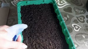 Немезия из семян. Посев немезии