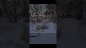 Маламут радуется первому снегу