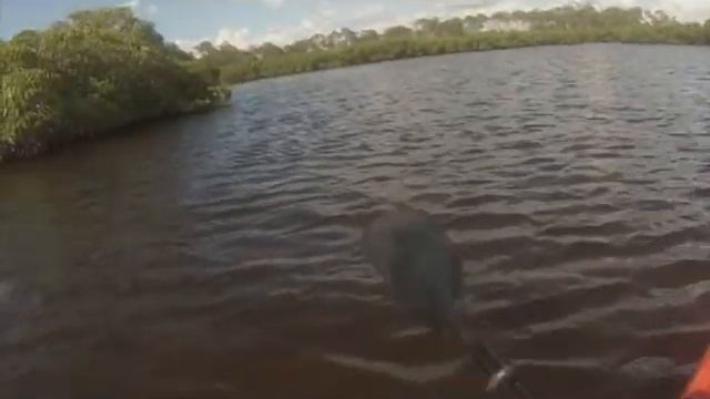 Kayak 3rd Trip Out. Hwy 64 Boat Ramp Bradenton, FL USA 2.77 miles. Ocean Kayak Scupper Pro 14'. смотреть онлайн