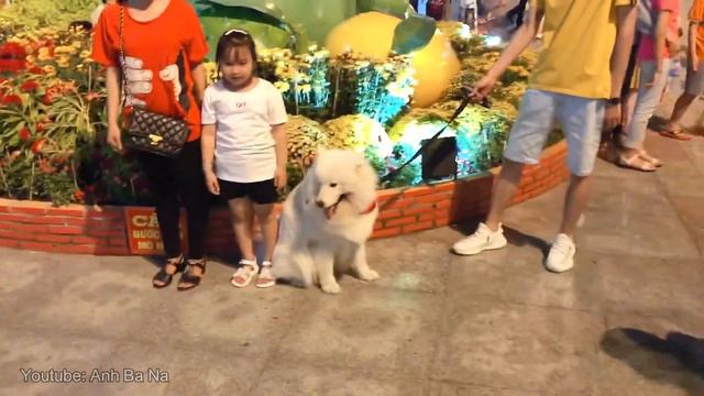 Sam gây náo loạn quảng trường Vĩnh Long như thế nào? (samoyed dog) смотреть онлайн
