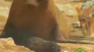 BBC Мир природы  Мамы и детеныши