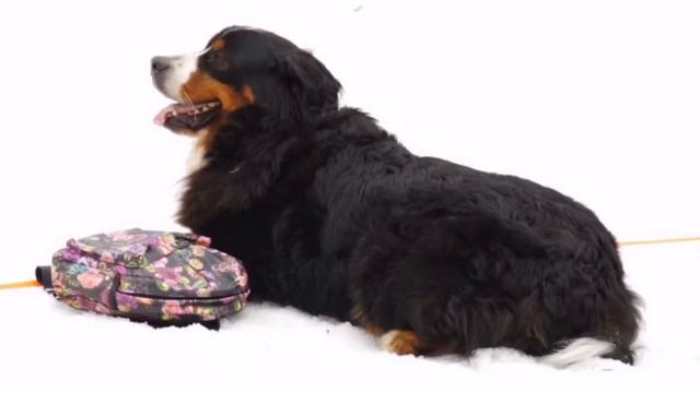 Миллениум Стар Ллиса де Мунт. 6 лет вместе, на диване! 😊 смотреть онлайн