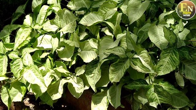 Syngonium Podophyllum| White Butterfly| How To Grow Syngonium| सिंगोनियम|@endlessnature4734 смотреть онлайн