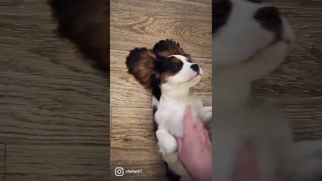 Кавалер Кинг Чарльз спаниель