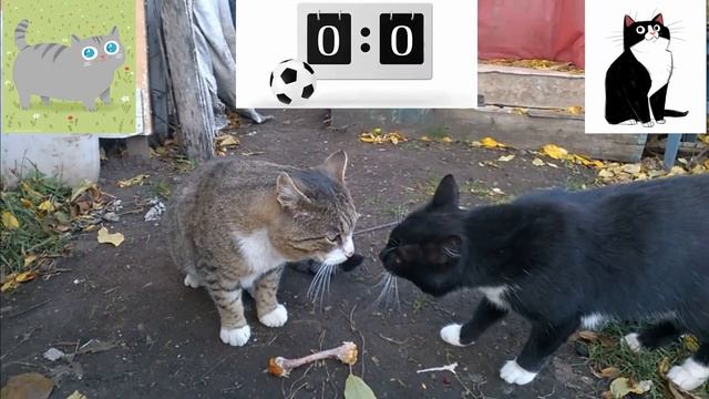 драка котов.mp4 смотреть онлайн