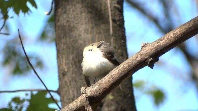 Мухоловка-пеструшка. ( Ficedula hypoleuca ) смотреть онлайн