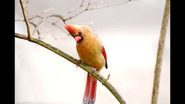 Голос птицы: кардинал