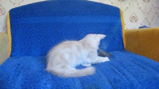 Котенок Мейн кун Алик Максимус.Продается!.avi смотреть онлайн