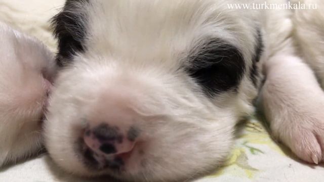 ОСТОРОЖНО! Превышен уровень милоты: спящие десятидневные щенки алабая. смотреть онлайн