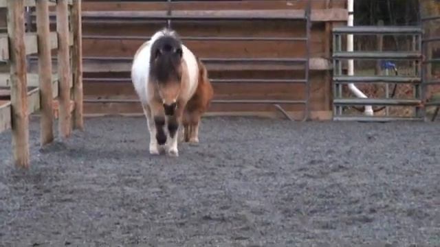 Lulu and Fable's new home at Empowered By Horses смотреть онлайн