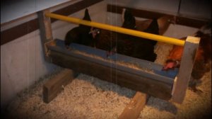 Курятник на 10 кур в домашних условиях особенности построения, принятые нормы